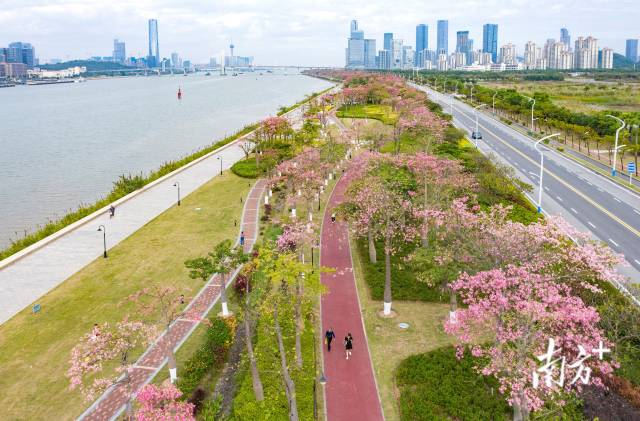 横琴花海长廊延绵十余里，被各类花卉装点成粉色浪漫海洋。 图源：南方日报