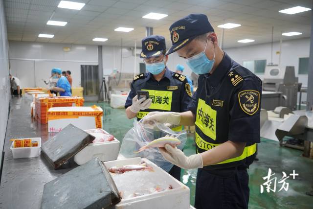 拱北海关所属香洲海关关员对供澳冰鲜水产品开展属地监管作业。摄影：石磊 陈永康