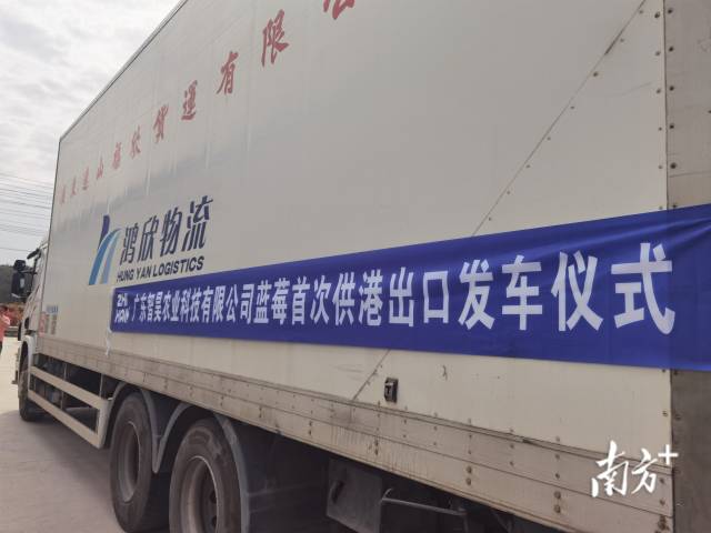 里水智昊蓝莓将首次实现蓝莓出口到香港。李慧君 摄