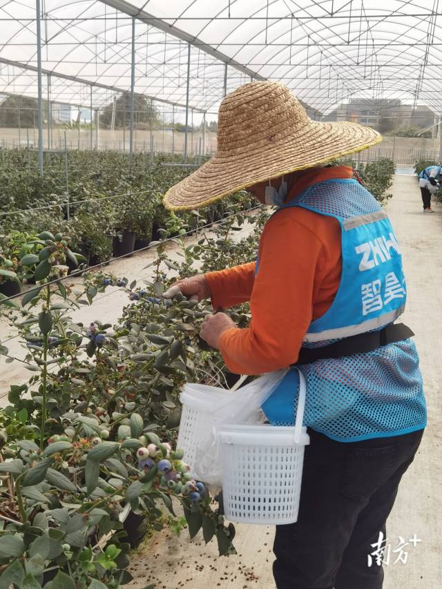 工人在现场采摘。李慧君 摄