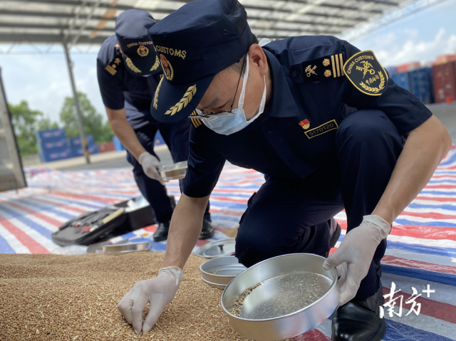 佛山海关关员对进口粮食进行现场监管。