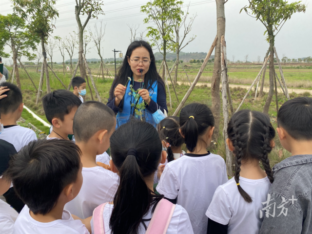 广东中山翠亨国家湿地公园植物导赏活动。