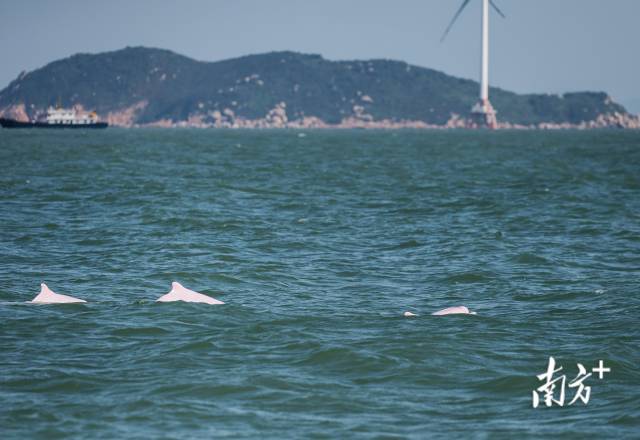 2024年11月7日，伶仃洋桂山岛附近海域，三头成年白海豚同时浮出水面。