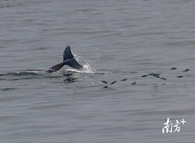 2024年3月31日，湛江雷州湾，一头中华白海豚正在捕食，被惊起的鱼儿四处逃窜。