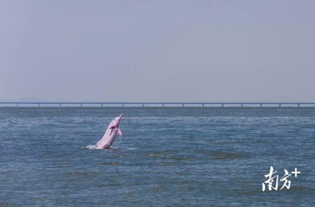 2018年8月7日，珠江口伶仃洋海域，一头成年中华白海豚突然跃出海面，后面是即将通车的港珠澳大桥。
