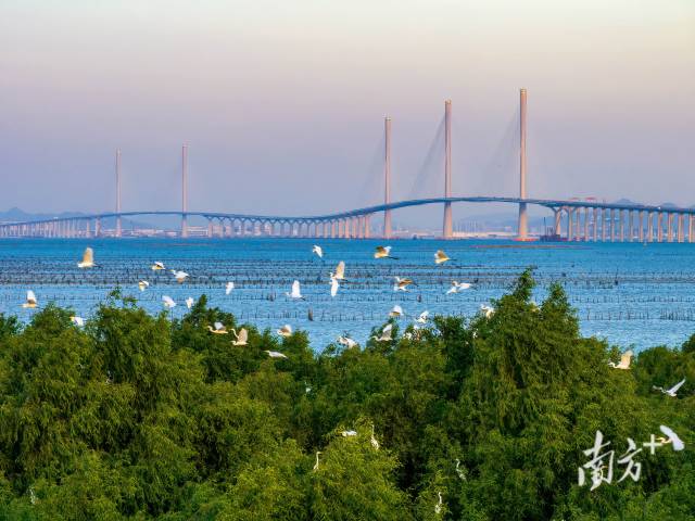黄茅海跨海通道