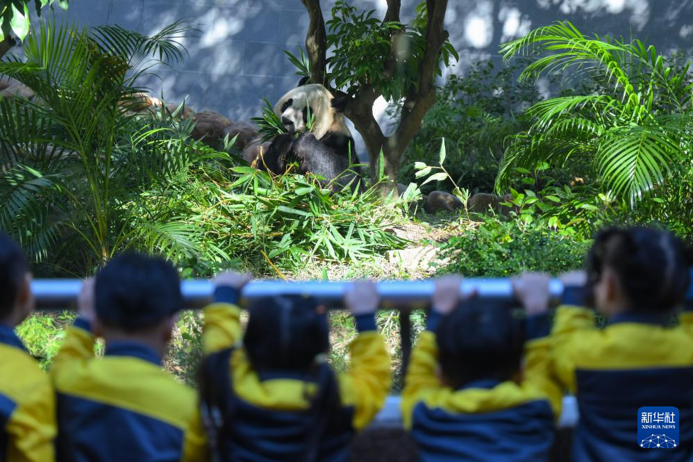 11月29日，澳门幼儿园学生在澳门石排湾郊野公园大熊猫馆观看大熊猫。