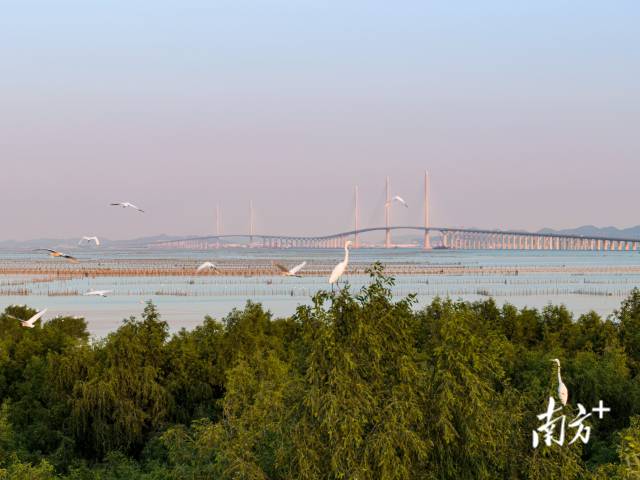 黄茅海跨海通道江门一侧，鹭鸟成群结对在此嬉戏，与远处的大桥相映成趣 。