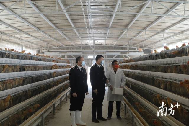 江门海关关员到供澳冰鲜禽养殖企业调研。