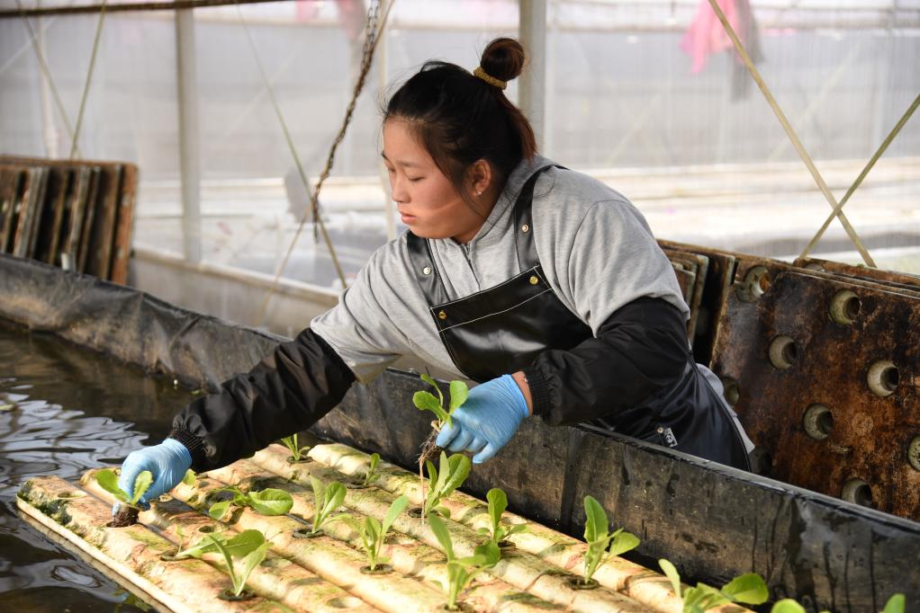  11月28日，在孙振鸿的农场里，一名工人正在种植有机蔬菜。新华社记者 洪泽华 摄