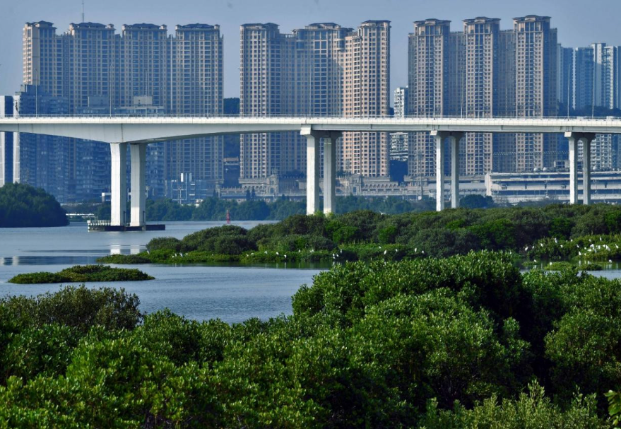 澳门路氹居住区附近的大片红树林?！栋拿藕焓髁帧坊泼骰?澳门)摄　　图片来源：灵动湾区——生物多样性摄影展