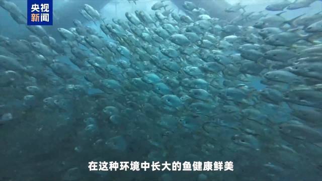 海水鱼类养殖