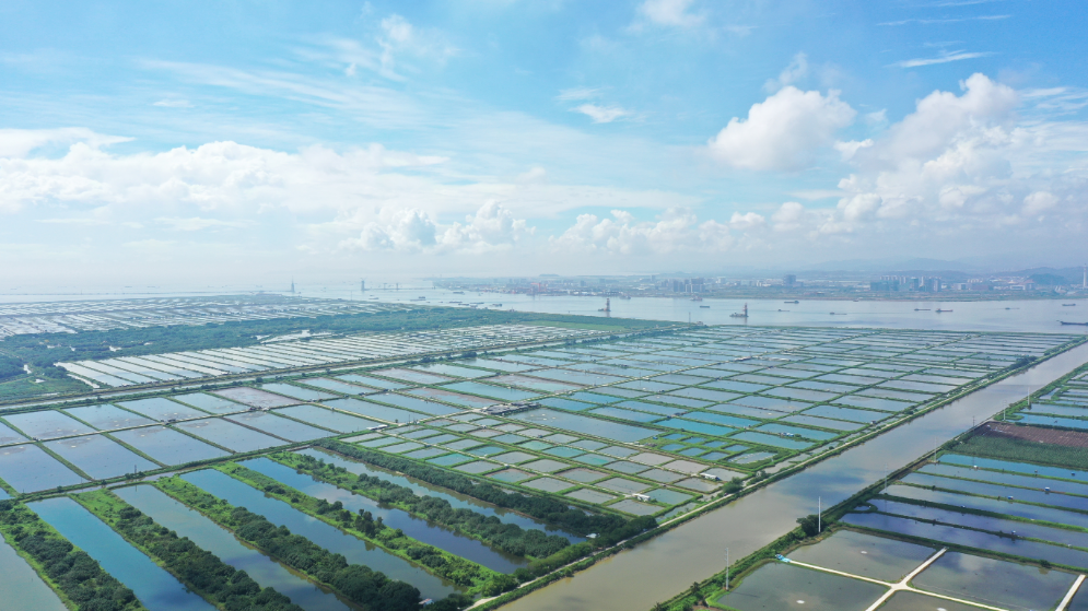 珠江口的蓝色粮仓，重新定义中国鲜味