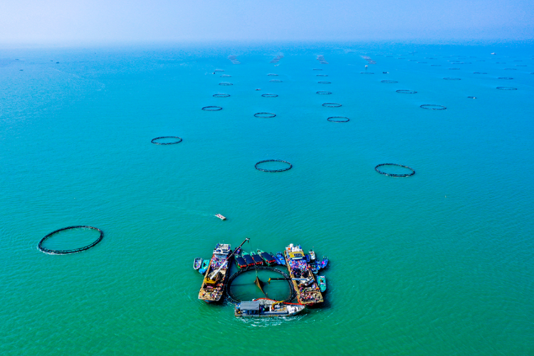 “圈养海鲜”